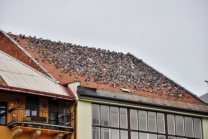 A2B Pest Control are able to install spikes to deter birds from roofs in South Shields. 