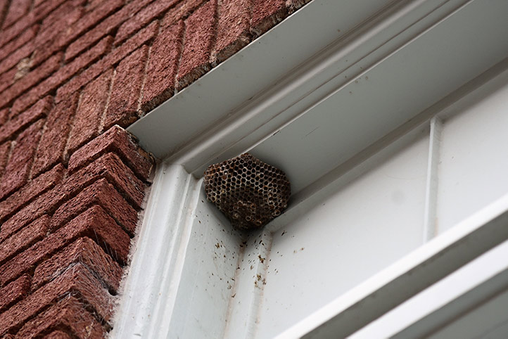 We provide a wasp nest removal service for domestic and commercial properties in South Shields.